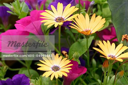 African Daisies with pink and purple petunias in the background