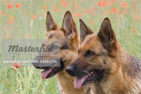 Two Germany shepherds on the poppy field