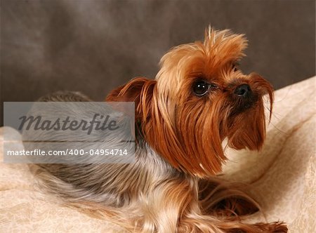 Portrait of yorkshire. Sitting in front of dark background