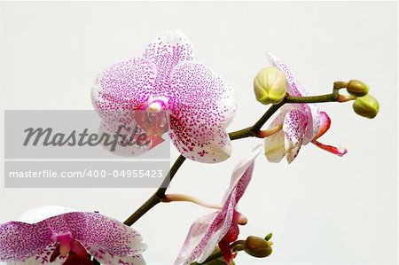 The pink spot orchid over white background