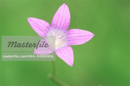 Bells flowers against a pastel coloured background