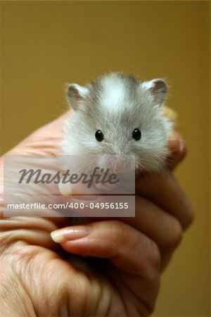 Small hamster in a female hand