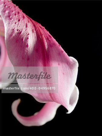 pink blossom flower isolated in black