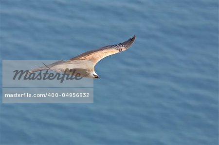 Vulture in flight over the sea (gyps fulvus)