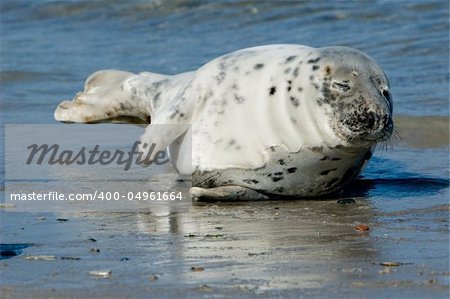 Common Seals from Helgoland, Germany