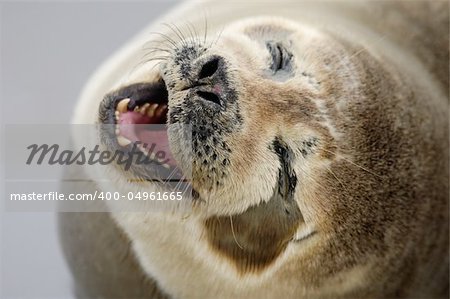 Common Seals from Helgoland, Germany