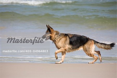 dog german shepherd play on the beach