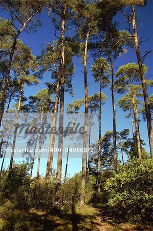 Picturesque autumn landscape of bright trees and bushes