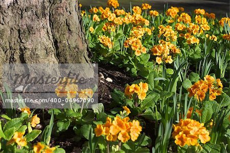 primula around a tree trunk