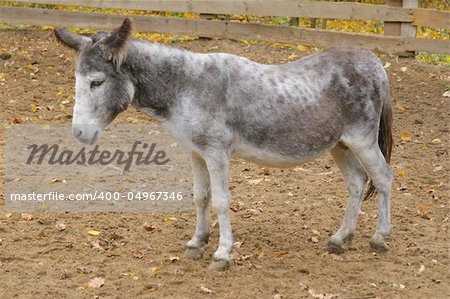 Thoughtful grey donkey behind the fence in the park