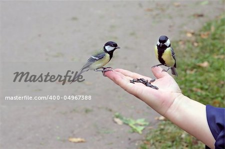 Two tit birds sitting on a human hand