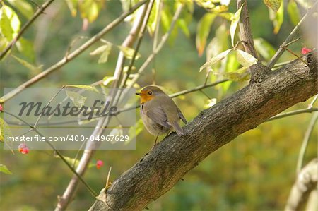 Red Robin (Erithaucus rebecula) on a euonymus (Euonymus europaeus) branch in autumn