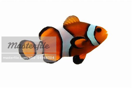 A clownfish (Amphiprion Ocellaris) on a white background.