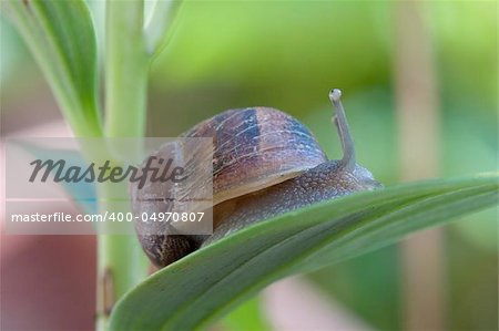 A slimy snail moves along a plant leaf with inquisitive eyes looking up. Snails and slugs are gastropods, which make up the largest class of mollusks with more than 60,000 species. Most of these species can be identified by their shells. Snails are found everywhere except arctic and antarctica.  Species  can live on land, fresh water or sea.   When snails move, they stick out their heads revealing