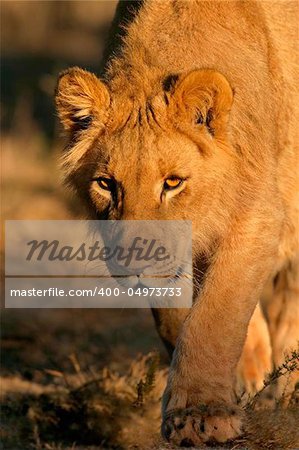 A young lion stalking in natural environment, South Africa