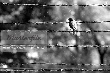 A bird on a fence of former Auschwitz concentration camp