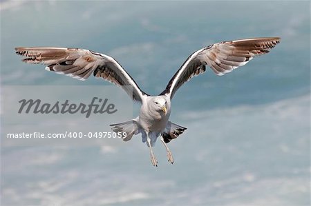 A kelp gull in flight