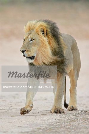 Big, black-maned lion walking, Kalahari, South Africa
