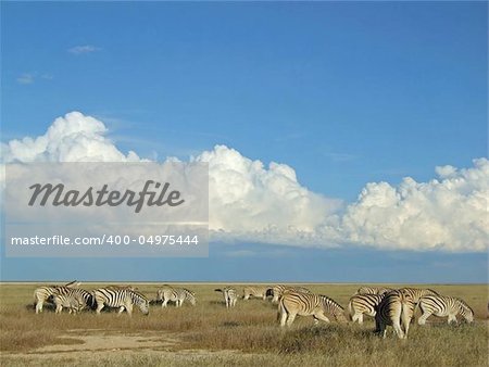 Herd of  zebra grazing on the vast grassland plains of the Etosha National Park, Namibia