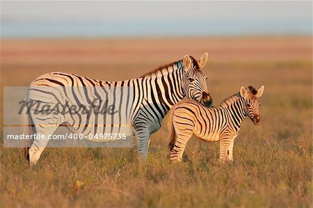 Plains Zebra mare with foal in early morning light, Etosha Nationa park, Namibia