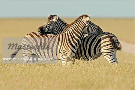 Two Plains Zebra stallions, Etosha National park, Namibia