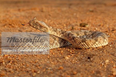 Horned adder (Bitis caudalis) in defensive position, Namibia