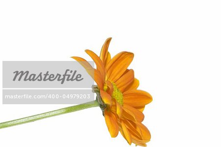 gerber,  daisy,  flower,  yellow,  macro,  closeup,  close,  up,  detail,  details,  petals,  isolated,  over,  white,  background,  garden,  gardening,  nature,  beauty,  beautiful,  colors,  spring,  summer,  sunshine,  pretty,  botany,  botanical,  rain,  water,  drops,  droplets,  wet,  leaf,  love,  sunny,  sun,  blur,  copyspace,  three,
