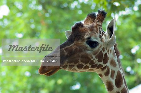 A curious giraffe looking at you