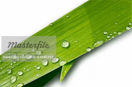 Water droplets on a leaf