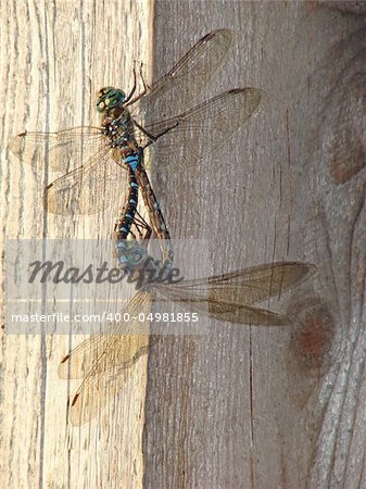 Two dragonfly mating on a piece of wood