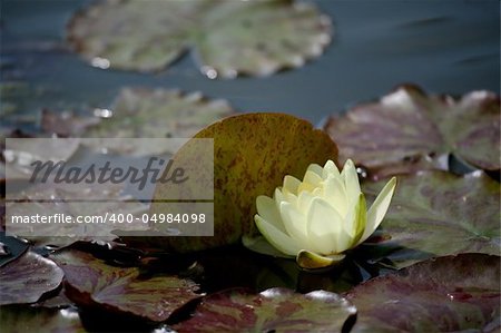 Beautiful light yellow waterlily in pond