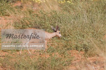 Steenbok walking in the african field in the Kalahari