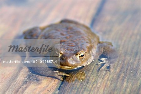 brown funny toad in water