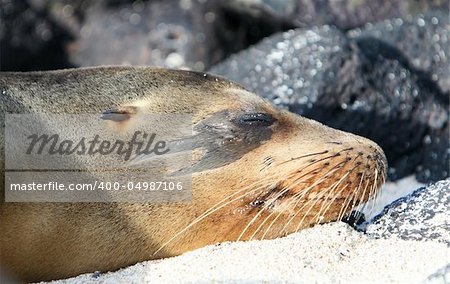 This Sea Lion has a unique marking around his eye