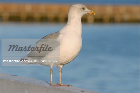 majestic seagull