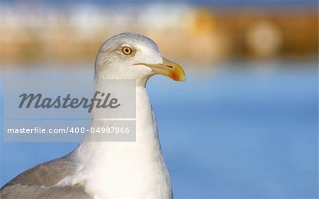 close-up of majestic seagull