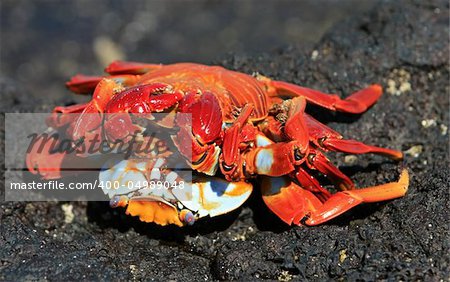 Sally Light Foot Crabs Mating on volcanic rocks - Galapagos Islands