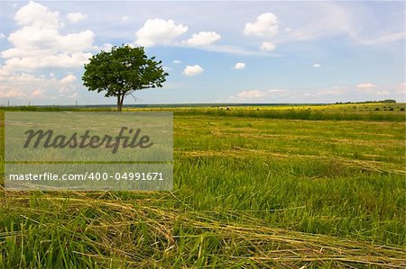 Spectacular landscape: green fields, blue sky, telegraph pole