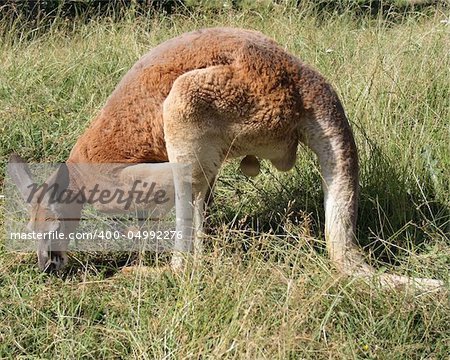 on photo kangaroo in herb