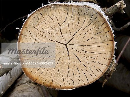 Cross section of a tree with annual rings