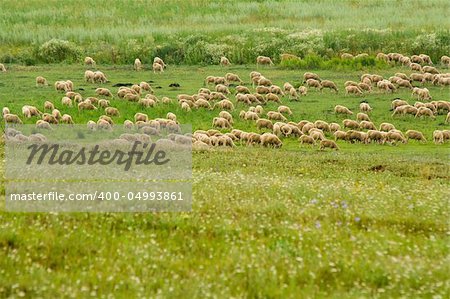 Sheared sheep on the meadow