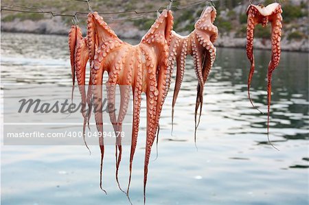 Octopuses drying on a string so as to get ready to be cooked (Greece)