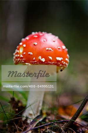 A red and white mush - Fly Amanita.  Poisonous and hallucinogenic