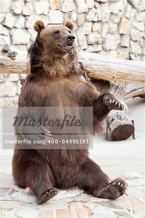 brown bear