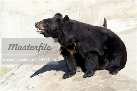 The moon bear also known as the Blue bear, Himalayan Black bear, Asiatic Black bear, and Tibetan Black bear