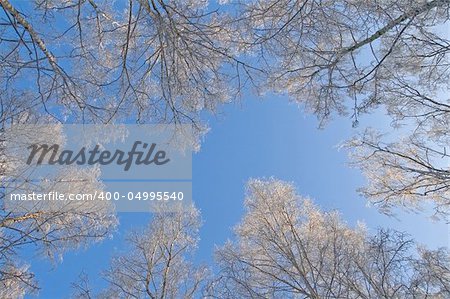 The branches of a tree covered with snow