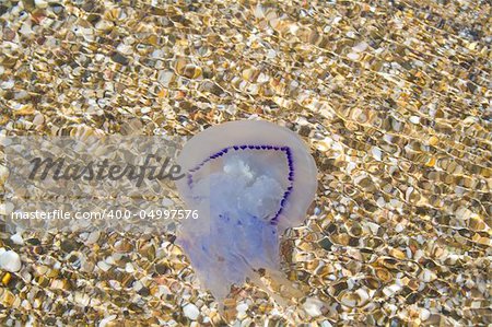 The jellyfish has swum up to the coast