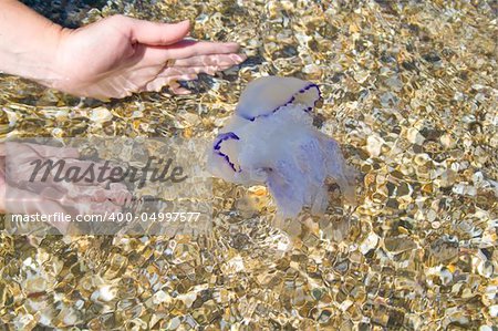 The jellyfish has swum up to the coast