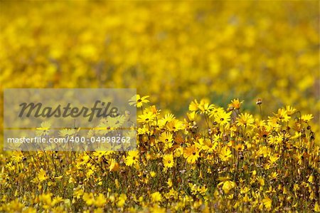 A field of yellow daisy flowers (selective focus), Namaqualand, South Africa