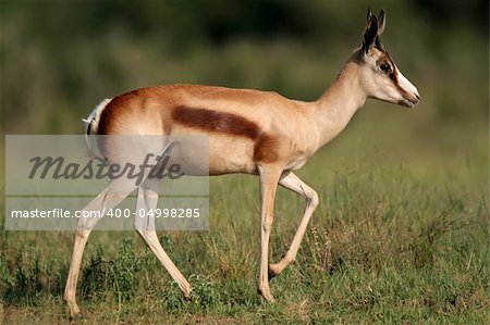 A springbok antelope (Antidorcas marsupialis) with the rare bronze coloration, South Africa